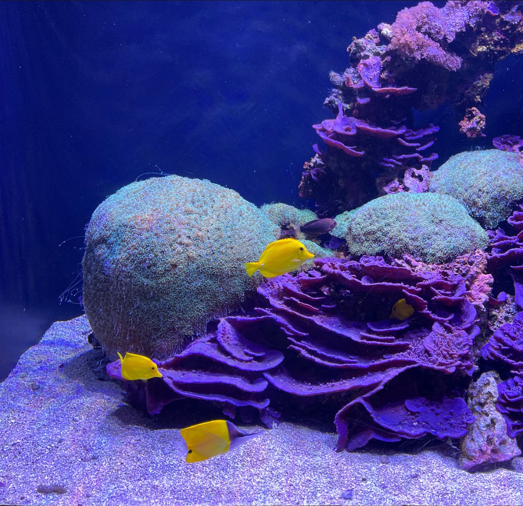 Seattle Washington Aquarium