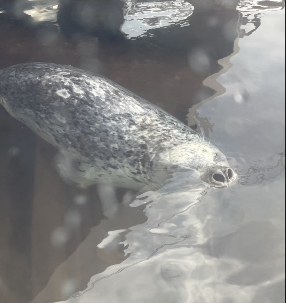 Seattle Washington Aquarium